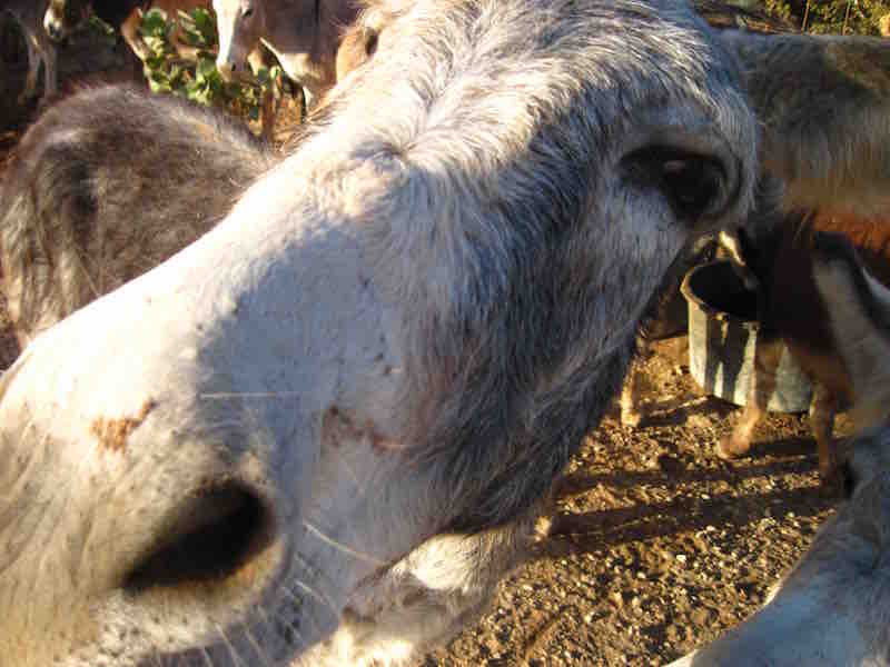 donkey sanctuary photo